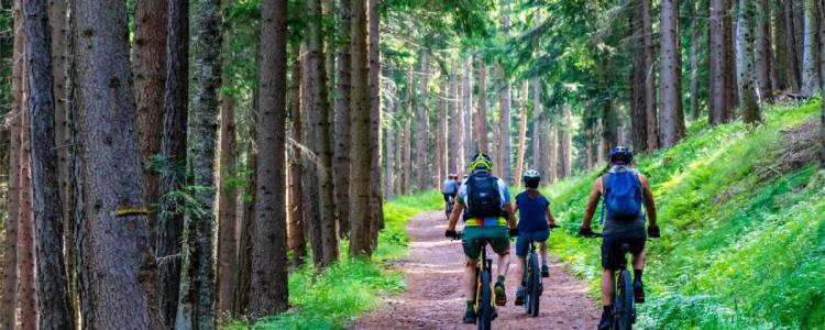 Gefuehrte E-Bike-Erlebnistour "Schafe, Kaese und Roemer"