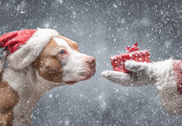 Weihnachtslichter und Winterst&uuml;rme: Wie Kehler D&auml;cher die Feiertage &uuml;berstehen