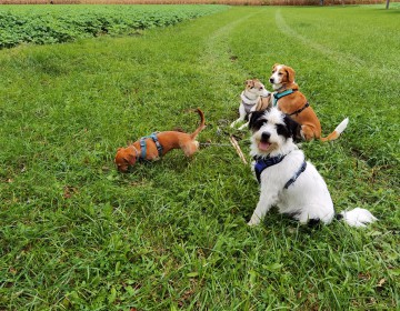 Dogwalking/ Gassi Service 
