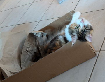 Katzen- & Kleintierbetreuung
