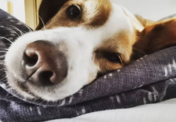 Corona konform unterwegs mit Hund