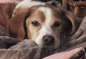 Gesundes Hundefutter f&uuml;r empfindliche Vierbeiner: Eine Erfolgsgeschichte