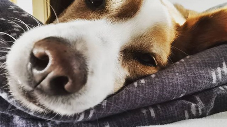 Corona konform unterwegs mit Hund