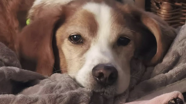 Gesundes Hundefutter f&uuml;r empfindliche Vierbeiner: Eine Erfolgsgeschichte