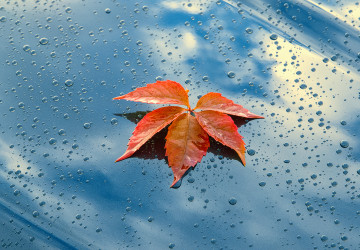 Bl&auml;tterwirbel? Nicht in Ihrer Waschanlage! Tipps f&uuml;r die Autopflege im Herbst bei G&uuml;nther Lahr